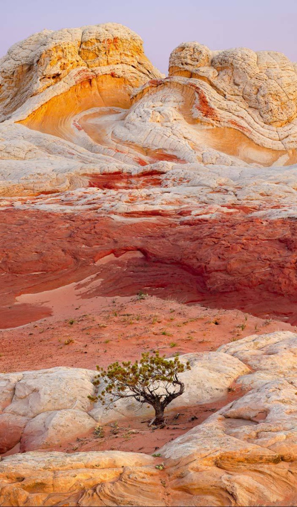Одинокое дерево на разноцветных скалах