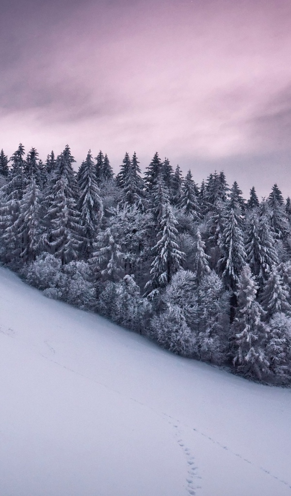 Роща из сосновых деревьев в горах