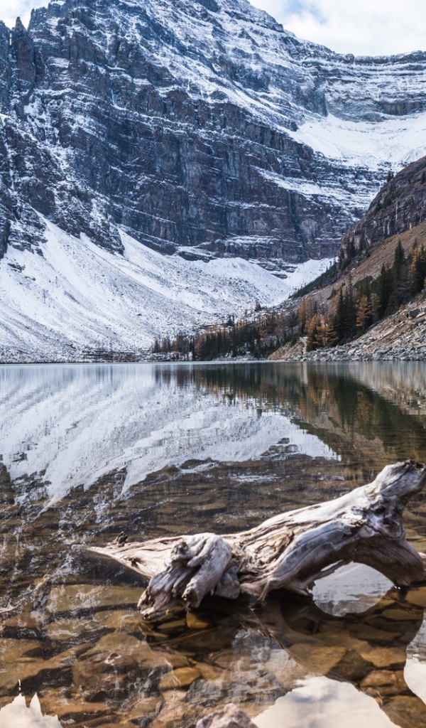 Остаток от дерева в воде горной реки