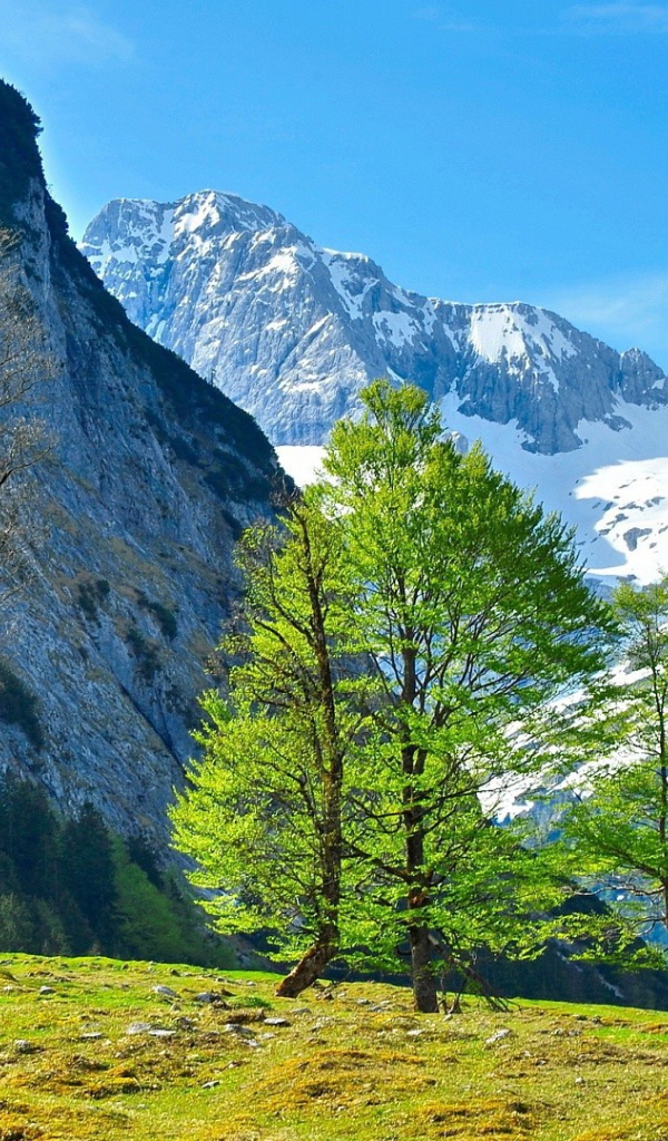 Молодая зелень на деревьях в горах