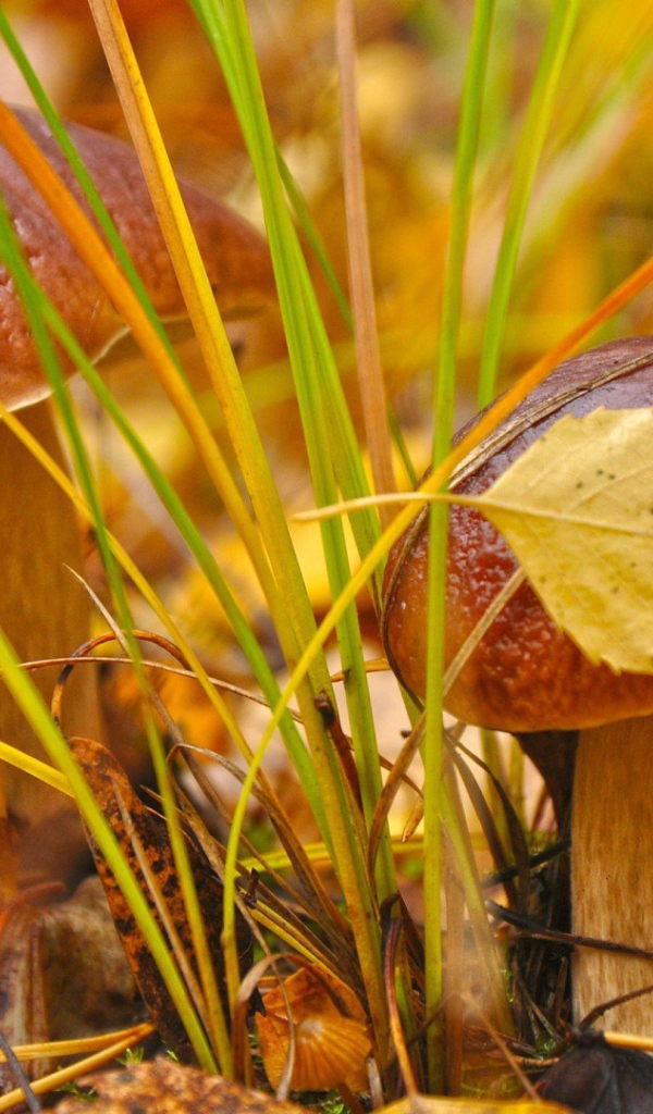 Пара белых грибочков