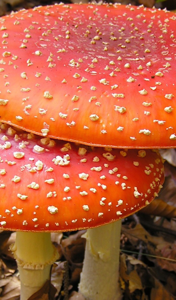 Большие мухоморы в лесной чаще