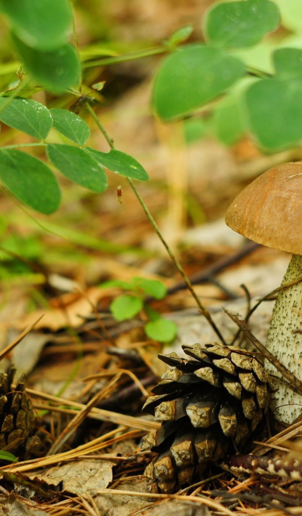 Шишки лежат рядом с грибами