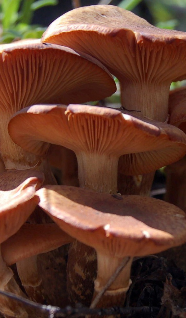 Семья грибов из грибницы