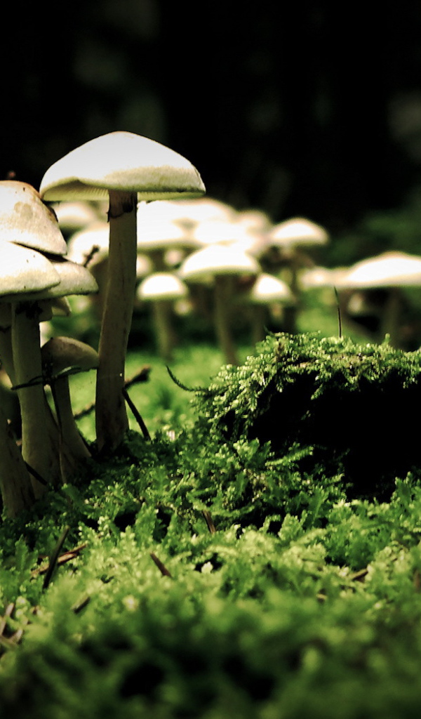 Семья грибов на мху