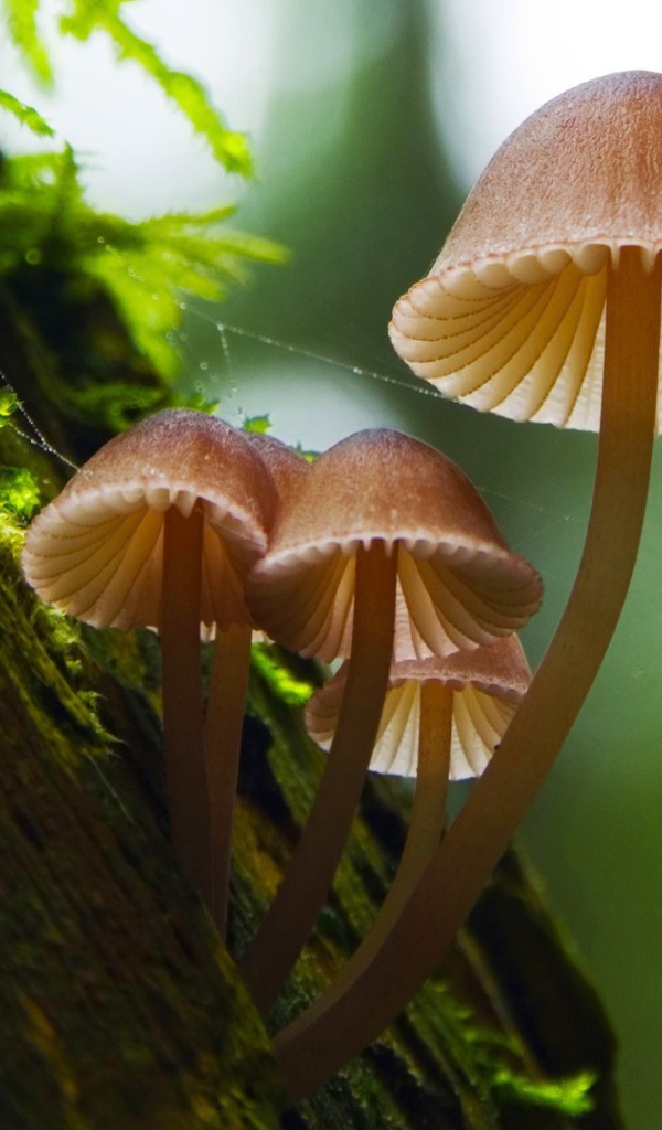 Семейка грибов на коре дерева