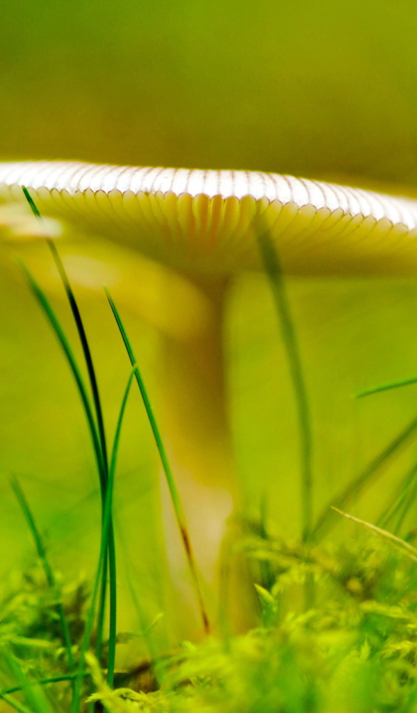 Зеленый светящийся гриб