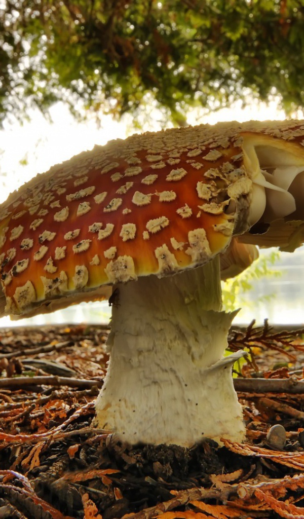 Одинокий старый гриб мухомор