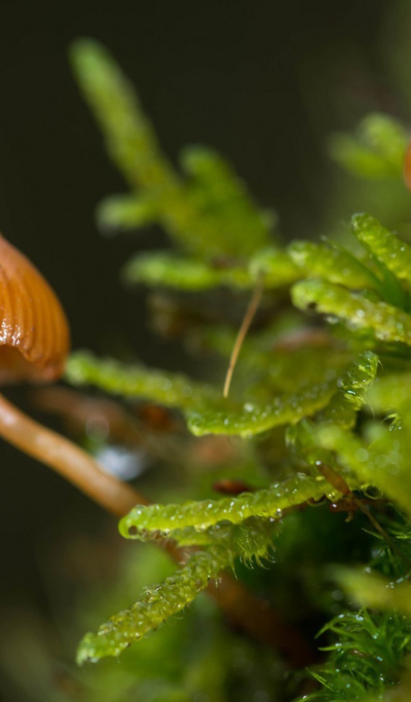 Макрофото маленьких грибов