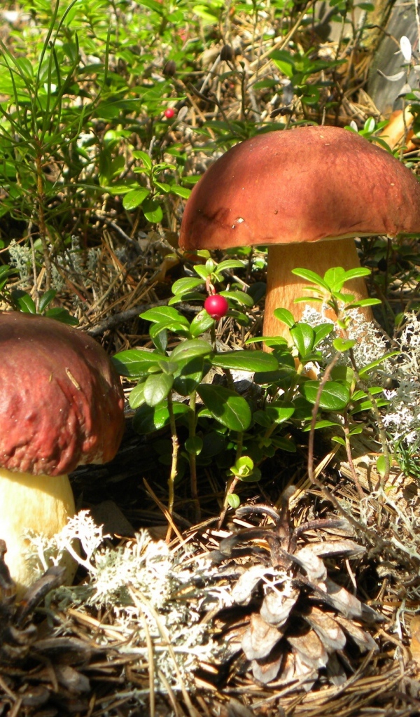 Гриб боровик и брусничник