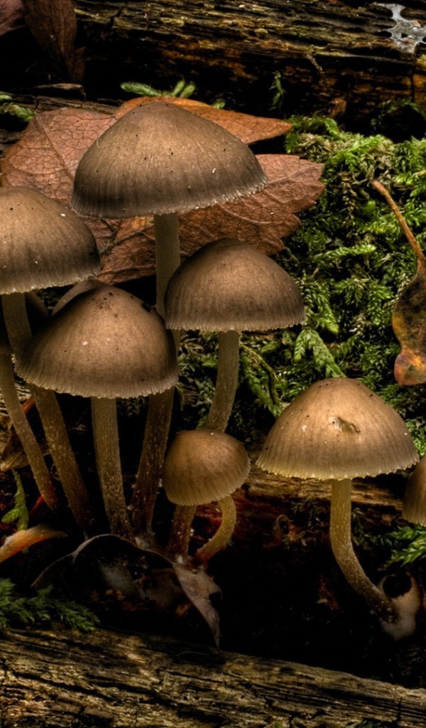 Грибы и мох на стволе дерева