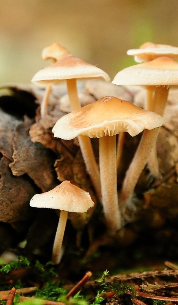 Грибы прорастают сквозь шишку