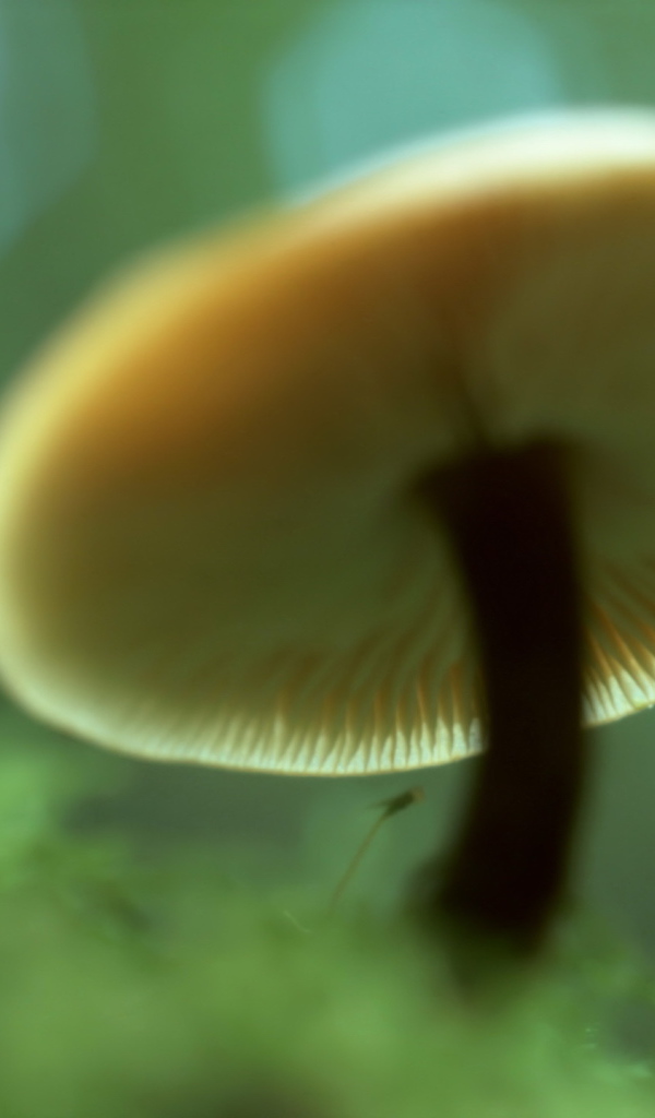 Пластинчатый гриб вид снизу