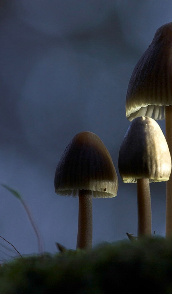 Три гриба зонтика