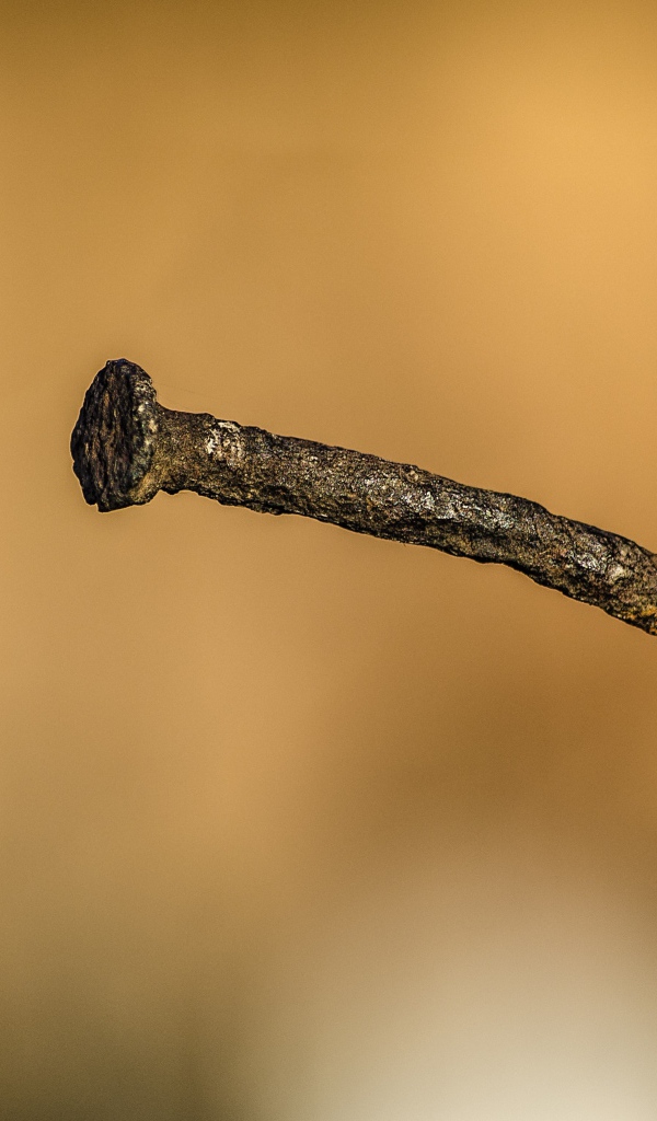 Ржавый гвоздь в коре дерева