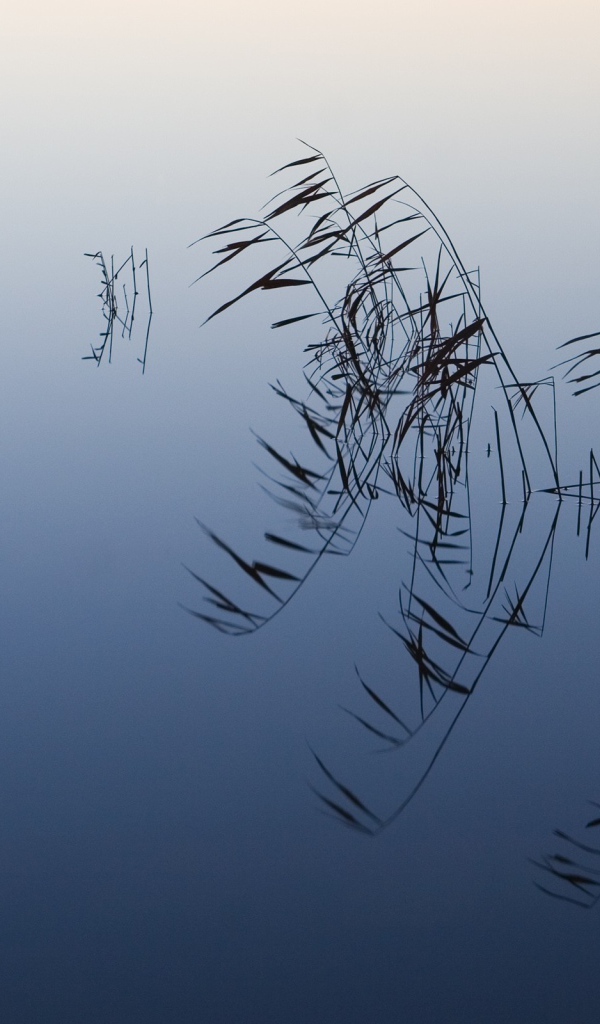 Водные растения торчат из воды