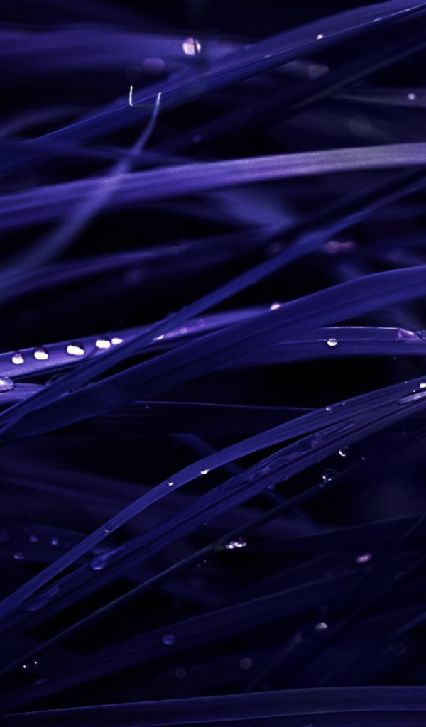 Роса на темно синей траве