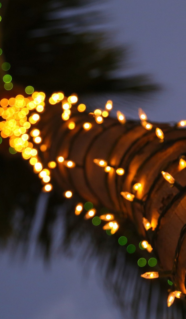 Гирлянды на стволе пальмы