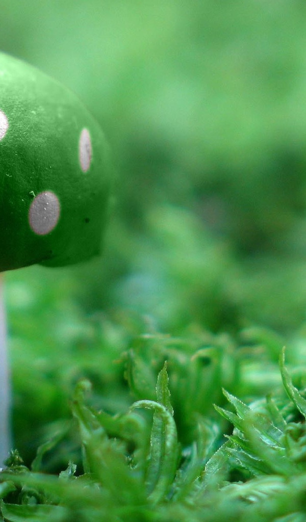 Зеленый гриб на траве