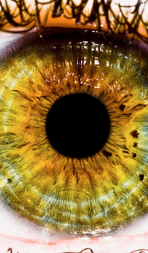 Радужная оболочка и зрачек глаза