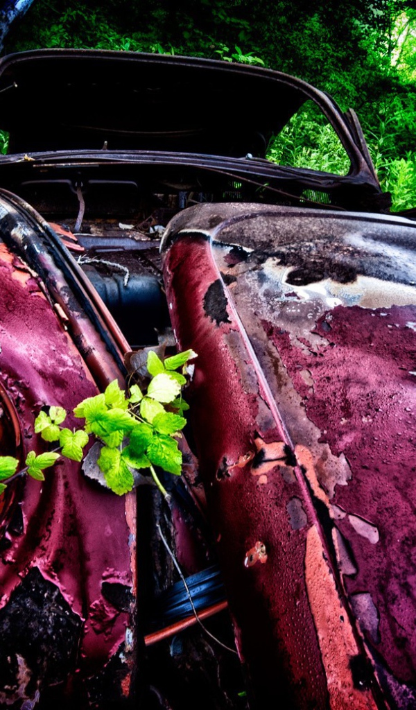 Остатки розового автомобиля среди зарослей