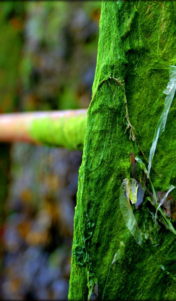 Лестница во мху и паутине