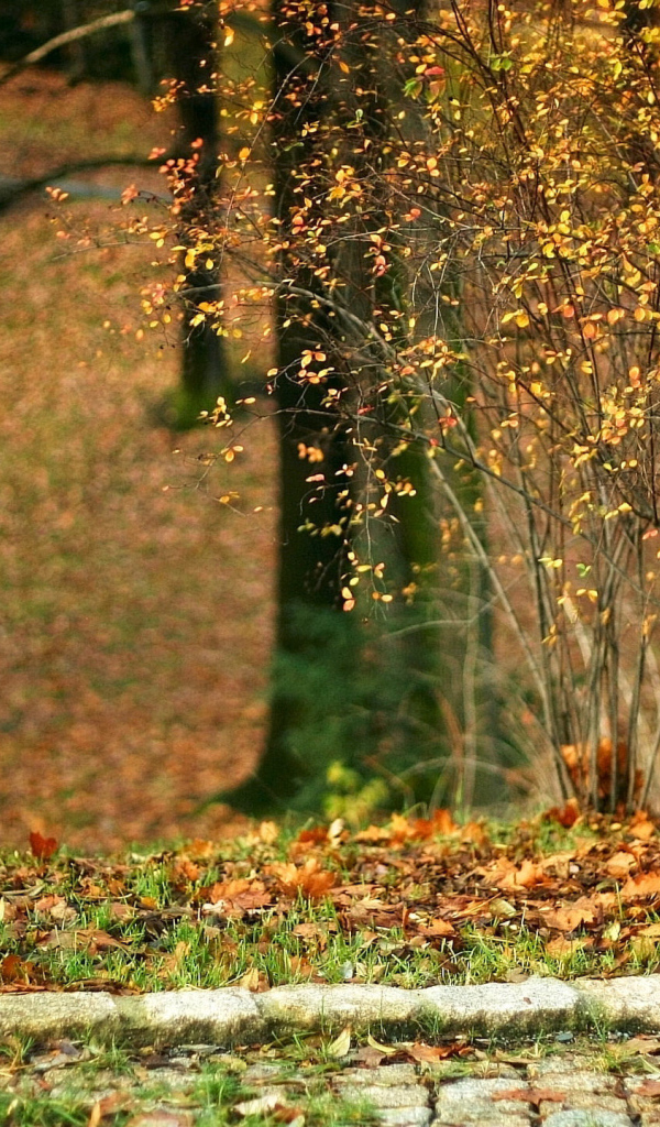 Конец забора