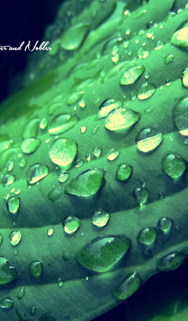 Надпись на фоне мокрого зеленого листика