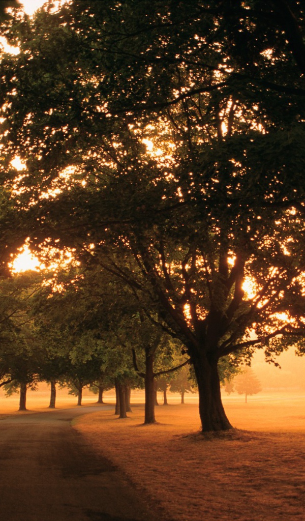 Дорога под аллеей деревьев в солнечный день