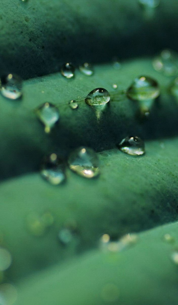 Прозрачные капли на зеленом листике