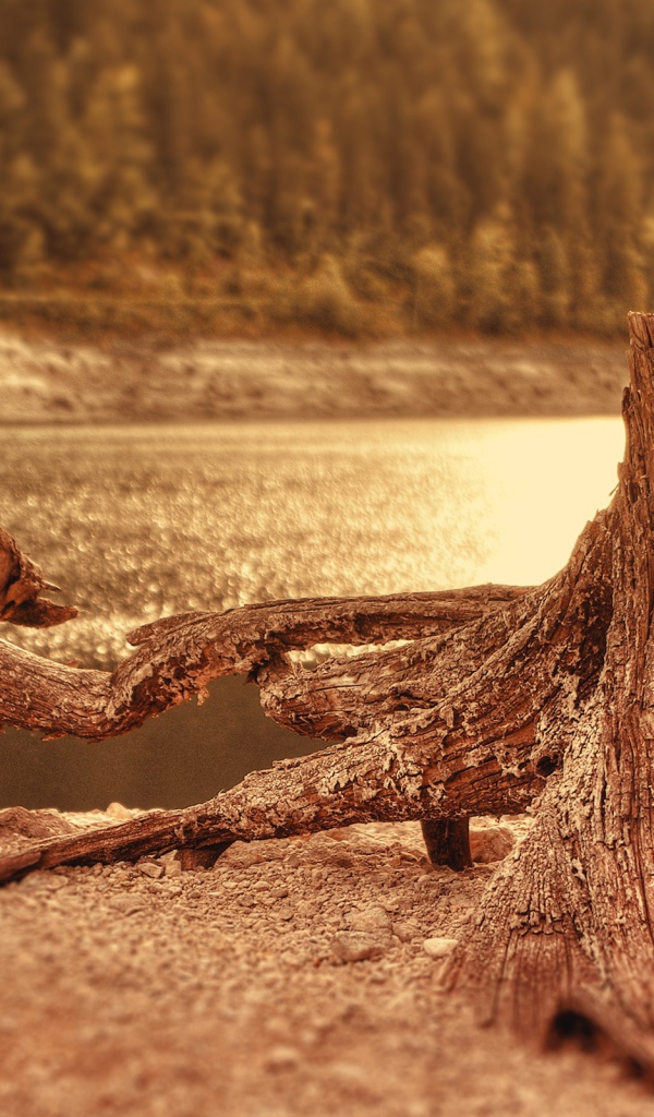 Два пенька у воды