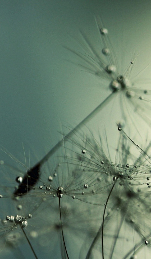 Капли воды на семенах одуванчика