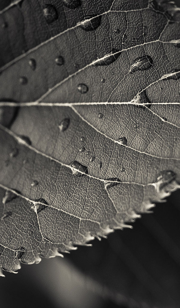 Мокрый черный лист