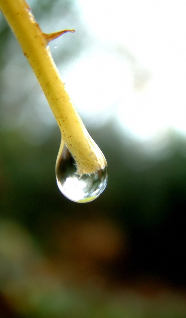 Капля на конце ветки