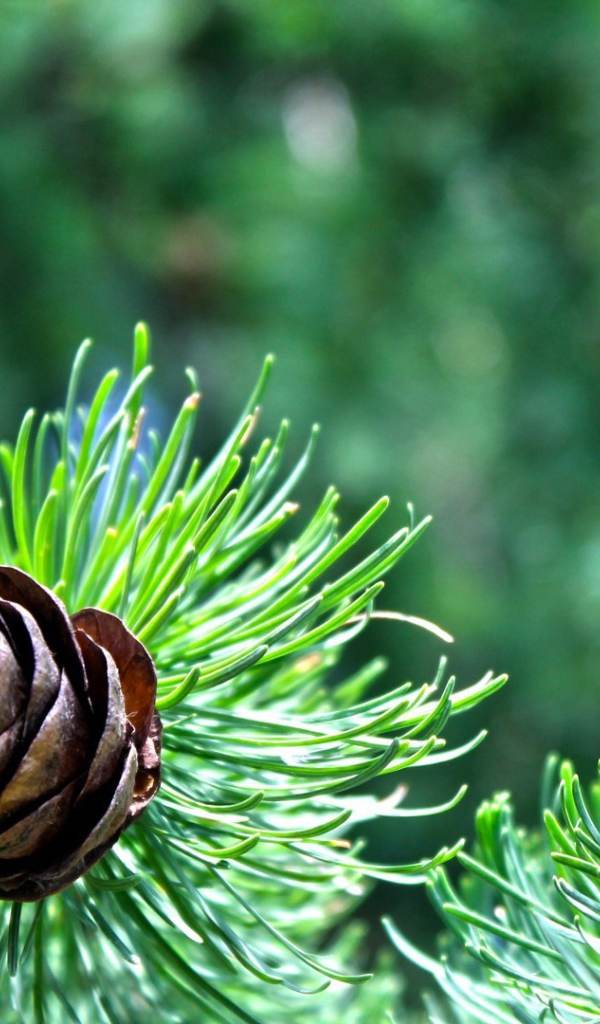 Небольшая шишка на еловой ветке