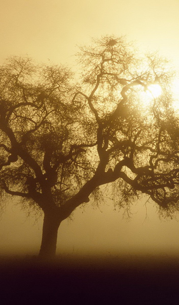 Дерево закрывает солнце