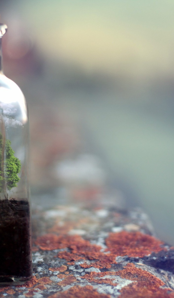 Дерево растет в стеклянной бутылке