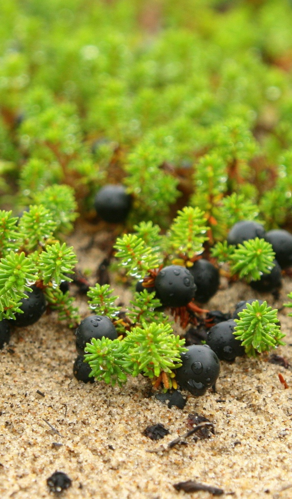 Ягоды и ростки на песке