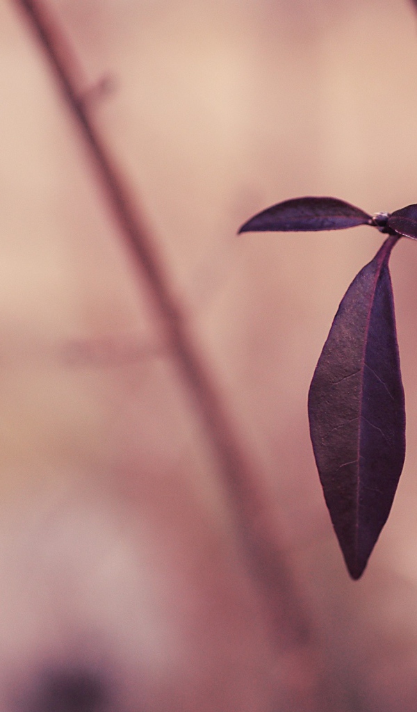 Черные листья на розовом фоне