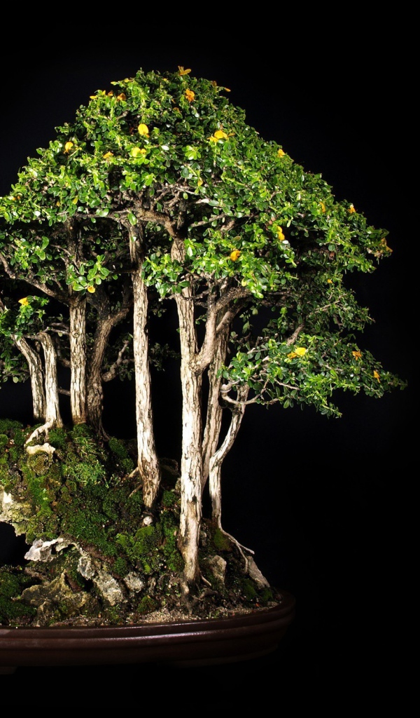 Роща бонсай на черном фоне