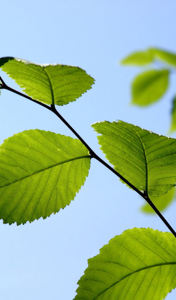 Ветка с зелеными листьями