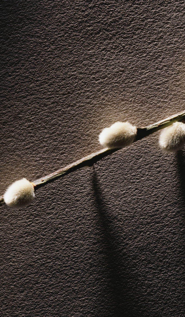 Веточка с весенними почками