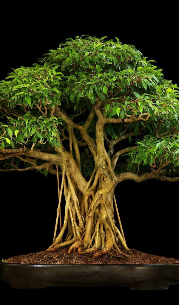 Коричневое дерево бонсай