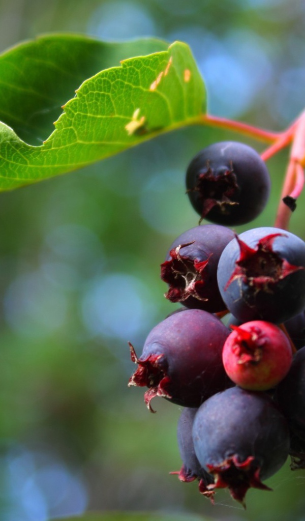 Кисть ягод черники на кусте