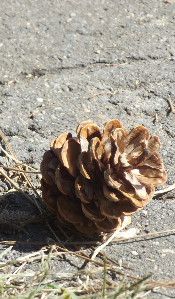 Шишка на земле