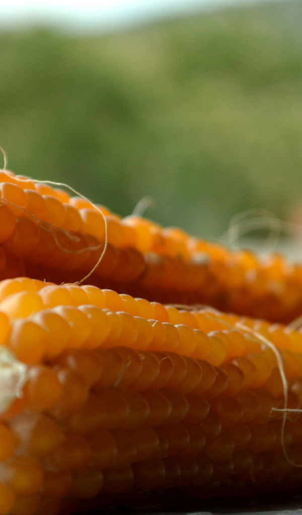 Початки кукурузы