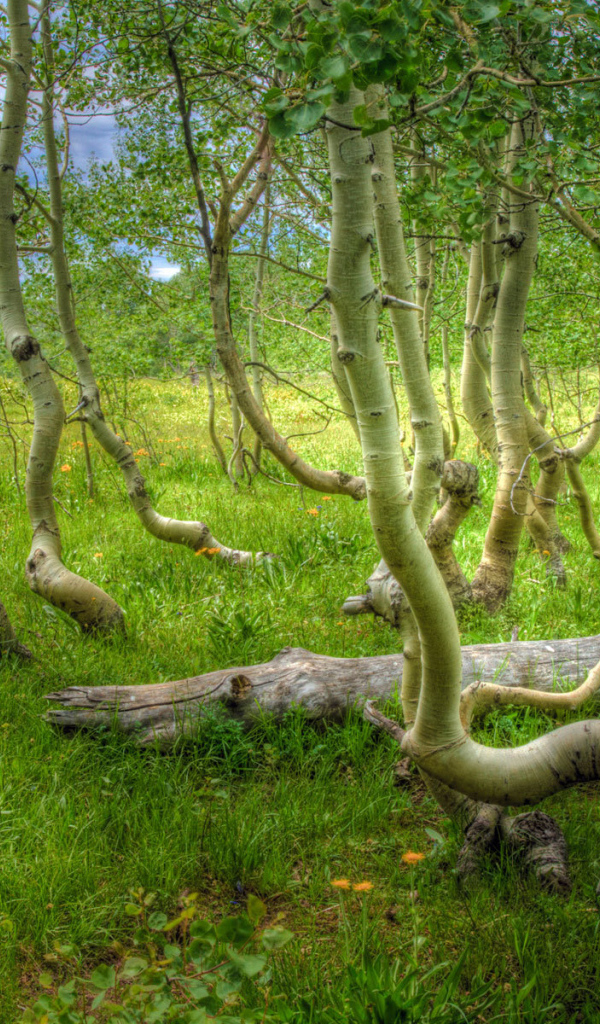 Кривые деревья