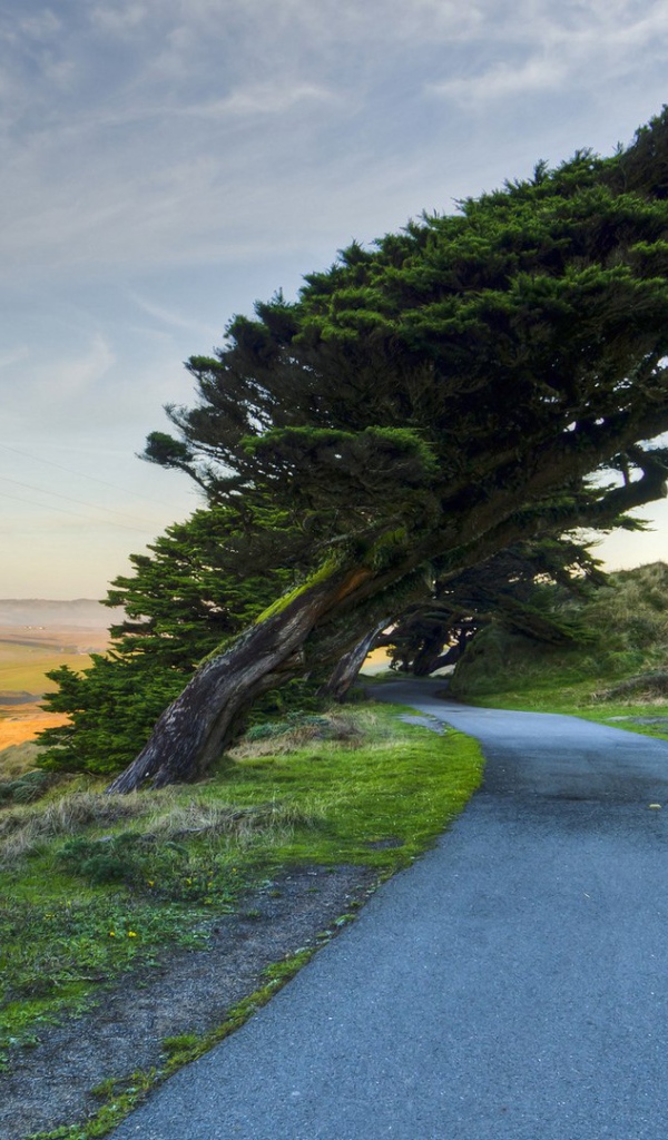 Кипарис на побережье
