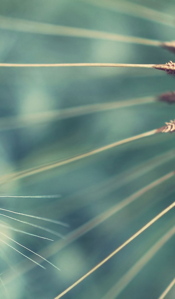 Семена одуванчика крупным планом