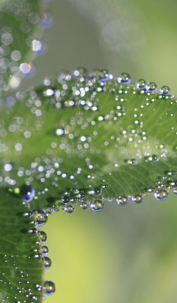 Капли росы на зеленых листьях